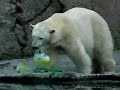 Polar Bears Celebrate St. Patrick’s Day