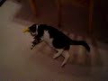 Fergi vs. The Banana