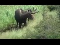 Moose In The Meadow Aug 13th 2010