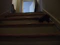New puppy falls down the stairs!