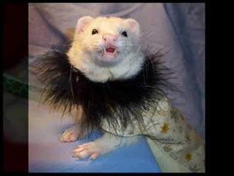 Toad, my ferret.