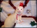 Toad, my ferret. Toad, my ferret.