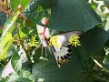 ??? papilio memnon ??? ??? ???? ???