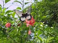 ??? papilio memnon ??? ??? ???? ???