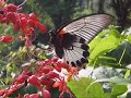??? papilio memnon ??? ??? ???? ???