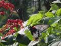 美鳳蝶(雌性) Papilio memnon(female)