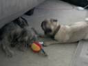 Sassy and Button\