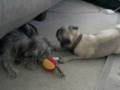 videos de Sassy and Button's Makeout Session