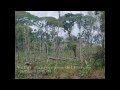 La moskitia deforestación