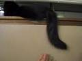 しゃべるねこ、しおちゃんのびっくり。