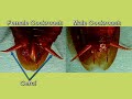 Watch 'Cockroach  - Reproductive system '