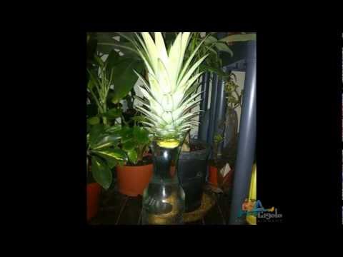 how to replant the top of a pineapple