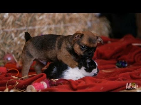 Grumpy Humphrey the Puppy Loves Kittens | Too Cute: Holiday Special
