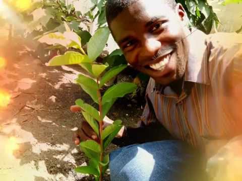 how to transplant guava tree