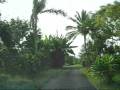 Pele Plantation Coffee Farm