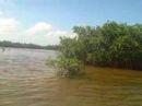 Baby Tarpon Quintanna Roo Baby Tarpon Quintanna Roo