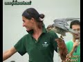 Dimostrazioni di falconeria e didattica rapaci - Falconry II Dimostrazioni di falconeria e didattica rapaci - Falconry II