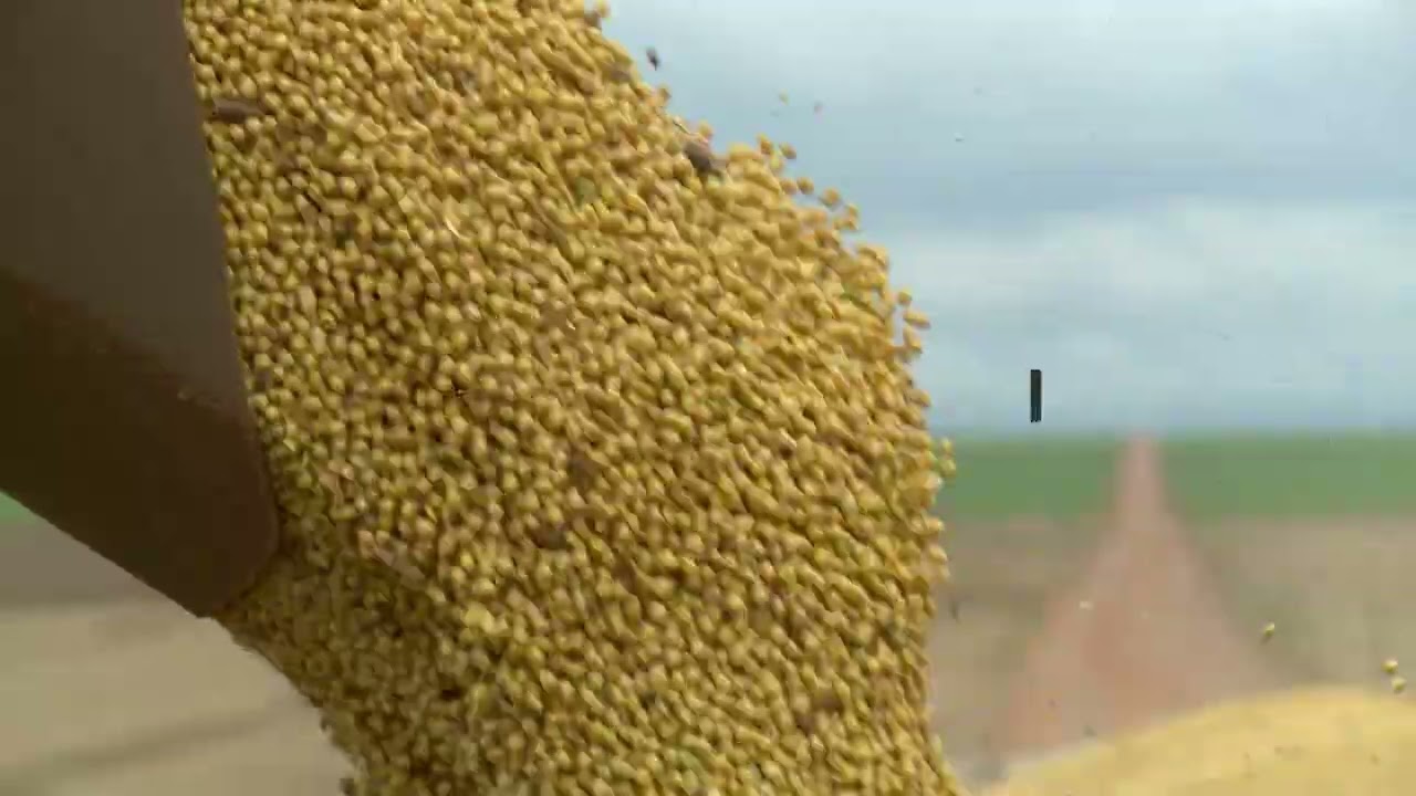 Safra de soja 25/26 deve totalizar 178,4 milhões de toneladas, aponta AgRural | Giro de Notícias