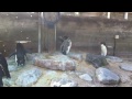 Filmed at 'Living Coasts' in Torquay.