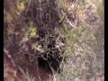 More Random Hunting clips from Mark and Elmer\ More Random Hunting clips from Mark and Elmer\