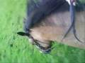 Ruffles, My gorgeous Horsee (: