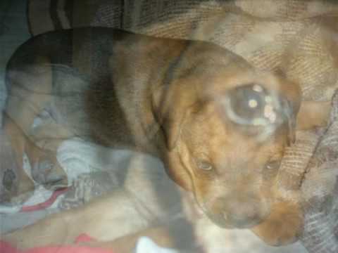 boxweiler