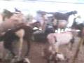 videos de MOV00001.3gp