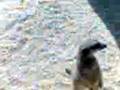 videos de Meerkat At The Zoo! (The Best Video I Film Of The Meerkats)