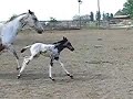 Carbon Confetti Appaloosa Sport Horse Colt