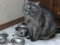 Hungry Cat