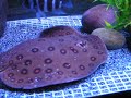 motoro stingrays