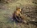 Tiger Attack