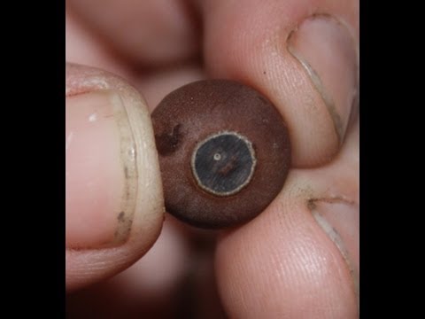 How to Score and Grow Water Lotus Seeds