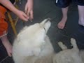 polar bear dog