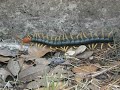 crazy centipede