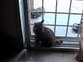 who said cats are dumb