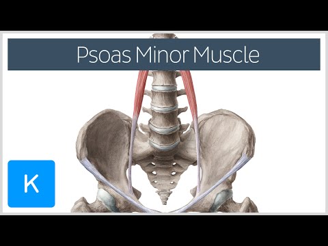 how to locate psoas