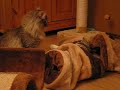 Noorse Boskat en kitten (1 jaar en 4 maanden) aan het spelen met de kattentunnel.
