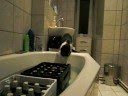 Katze geht baden