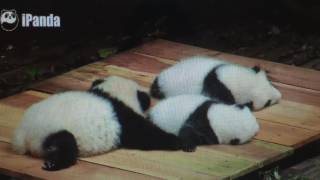 Chengdu Panda Base