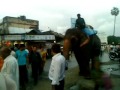 elephant causes traffic jam because...MP4