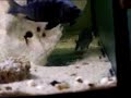 Puesta cynotilapia maleri