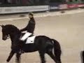 gribaldi dressage horse