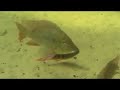 Geophagus im Sealife Hannover
