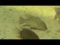 Geophagus im Sealife Hannover