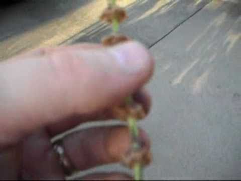 how to collect basil seeds