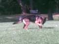 videos de Cupper 11 months old 2