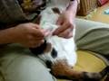 猫の自宅皮下輸液・加圧帯を使用