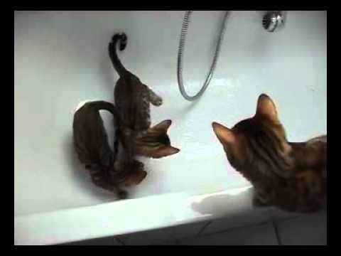 Chadna Bengalen - Unsere Bengals sind ganz und gar nicht wasserscheu.