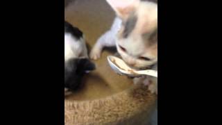 Devon Rex kittens first solid food